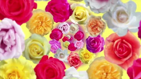 Spiral of Roses Stockbeeldmateriaal 58580228