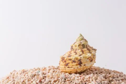 Spiral seashell closeup on white background Stock Photos