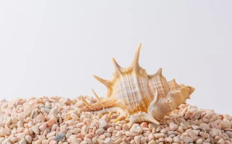 Spiral seashell closeup on white background Stock Photos