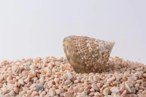 Spiral seashell closeup on white background Stock Photos