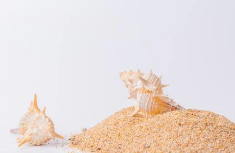 Spiral seashell closeup on white background Stock Photos