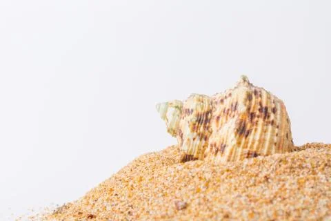 Spiral seashell closeup on white background Stock Photos