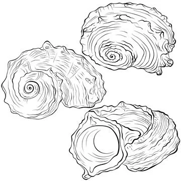 Spiral seashell from different angles line art Stock Illustration