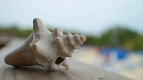 Spiral Seashell Stock Footage 26846530