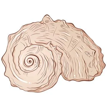 Spiral seashell front view color Illustrazione stock