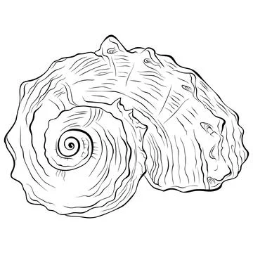 Spiral seashell front view line art Stock Illustration