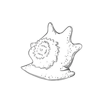 Spiral seashell isolated in white background. Marine shell sketch. Vector Stock Illustration