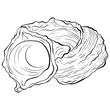 Spiral seashell line art Stock Illustration
