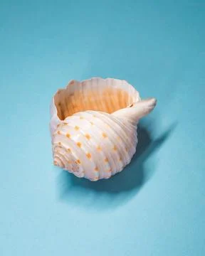 Spiral Seashell Open Shell On Blue Background, Minimal Studio Still Life Stock Photos