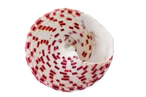 Spiral seashell Foto stock