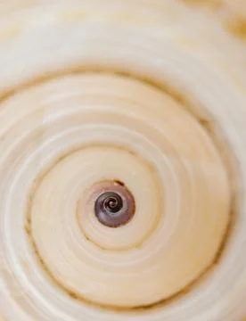 Spiral seashell Stock Photos