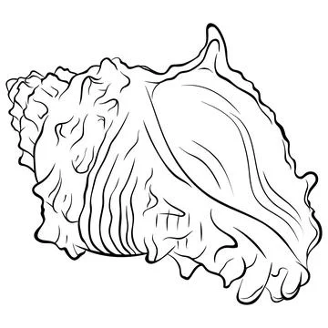 Spiral seashell side view line art Stock Illustration