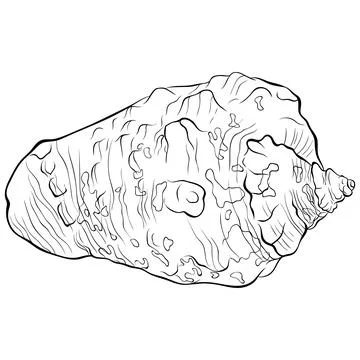 Spiral seashell with spots side view line art Stock Illustration