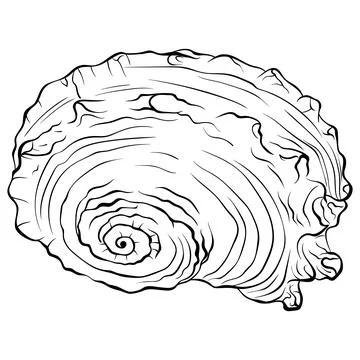Spiral seashell top view line art Stock Illustration