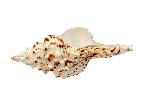 Spiral seashell.isolated. Stock Photos