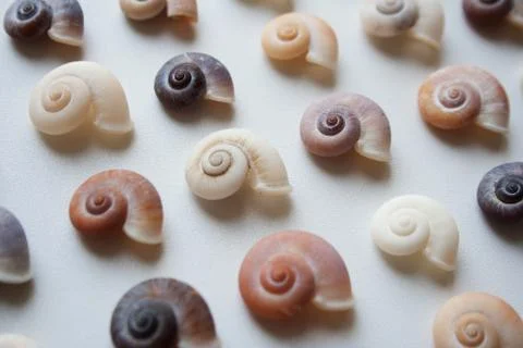 Spiral seashells pattern close up Stock Photos