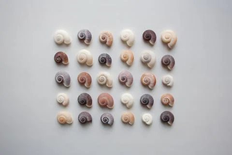 Spiral seashells pattern on white background Foto stock