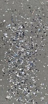 Spiral Seashells on Sandy Beach Stock Photos