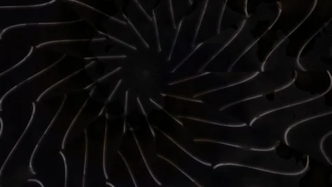 Spiral shape with dark background creating a unique pattern Stock Footage 339965515