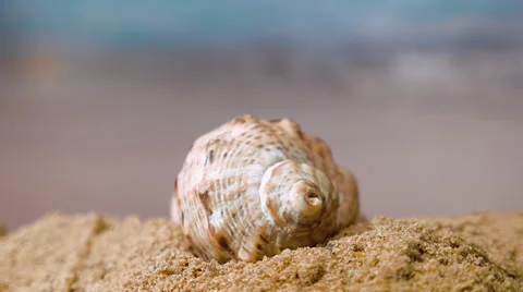 Spiral shell on the beach on a sunny day on a background of ocean waves. Closeup Stock-Footage 61057333