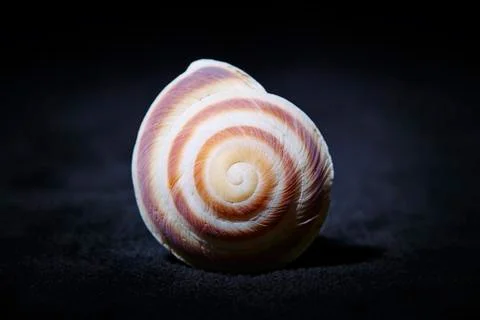 Spiral Shell on Black Stock Photos