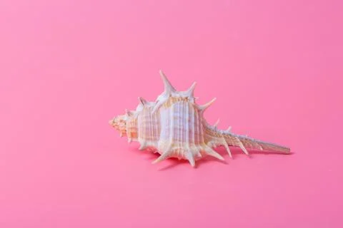 Spiral shell closeup on pink background Stock Photos