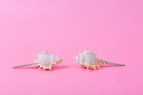 Spiral shell closeup on pink background Stock Photos