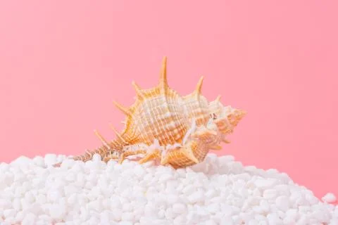 Spiral shell closeup on pink background Stock Photos