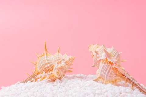 Spiral shell closeup on pink background Stock Photos