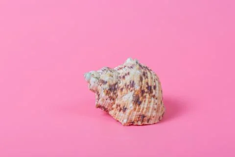Spiral shell closeup on pink background Stock Photos