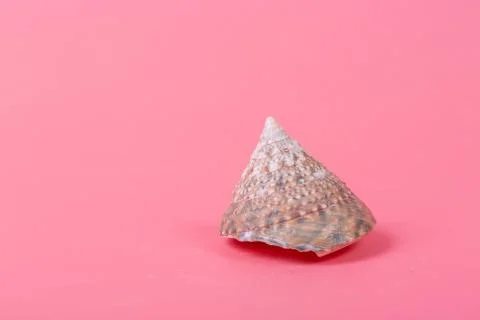 Spiral shell closeup on pink background Stock Photos