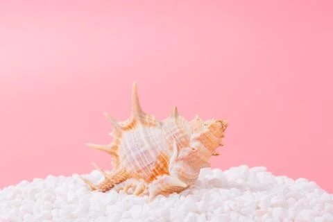 Spiral shell closeup on pink background Stock Photos