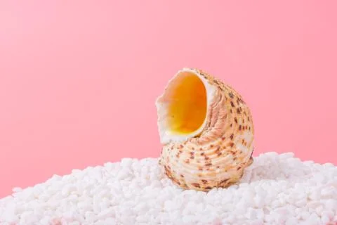 Spiral shell closeup on pink background Stock Photos