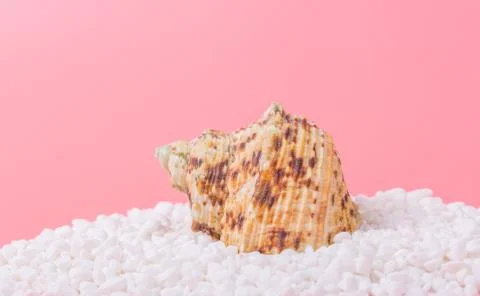 Spiral shell closeup on pink background Stock Photos