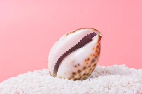 Spiral shell closeup on pink background Stock Photos