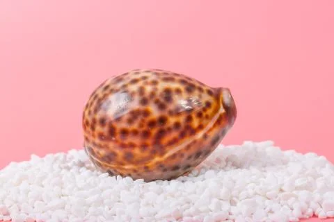 Spiral shell closeup on pink background Stock Photos
