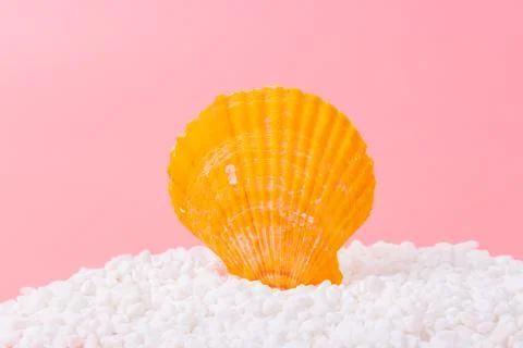 Spiral shell closeup on pink background Stock Photos