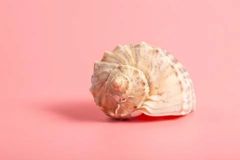 Spiral shell closeup on pink background Stock Photos
