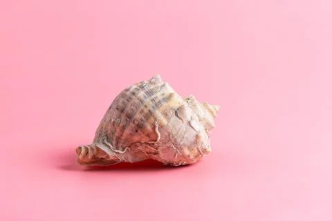 Spiral shell closeup on pink background Stock Photos