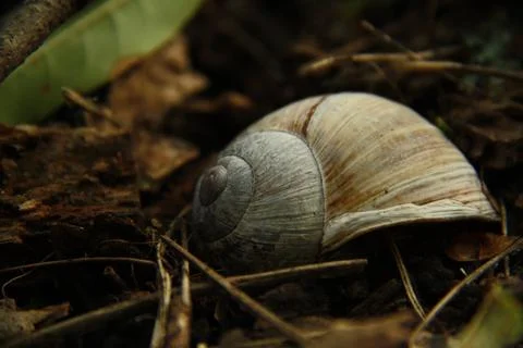 Spiral shell in the forest Stock Photos