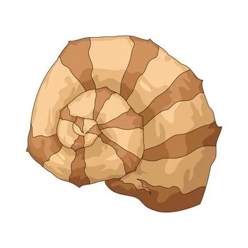 Spiral shell illustration Stock Illustration