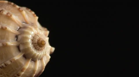 Spiral Shell Justified Left with Copy-space. Stock Footage 56285784