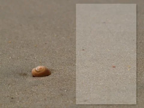 Spiral shell Fotos Stock