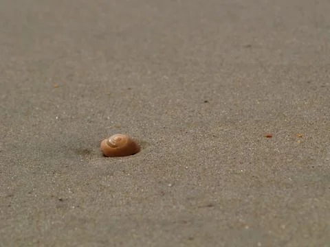 Spiral shell Fotos Stock