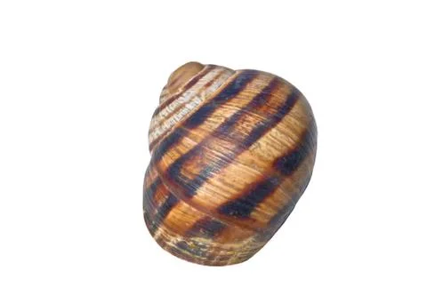 Spiral shell Stock Photos