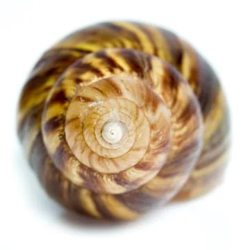 Spiral shell 写真素材