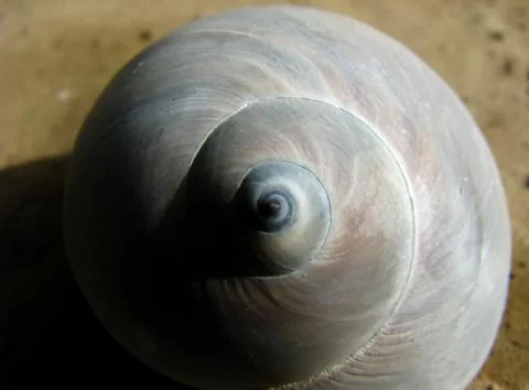 Spiral shell Stock Photos