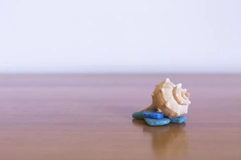 Spiral shell Stock Photos