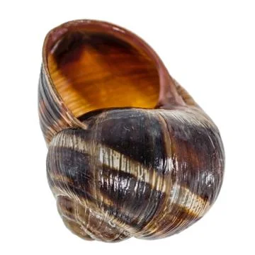 Spiral shell of snail, isolated on white background Stock-Fotos