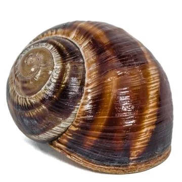 Spiral shell of snail, isolated on white background Stock Photos